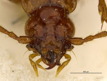 Media type: image;   Entomology 28855 Aspect: head frontal view
